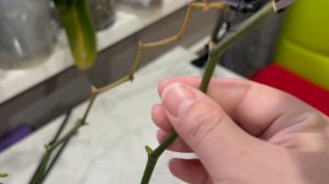 Опять купила уценки! Что делать со слабыми орхидеями после покупки!