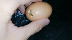 Квочка вывела ЦЫПЛЯТ! / Сразу же их отдал ей на воспитание