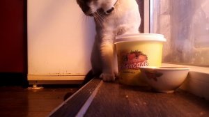 Мультик смешной хозяин и кот 2