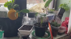 Как укореняются растения на подоконнике