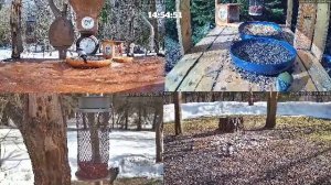 #онлайн_кормушка_для_птиц. 20 марта 2026 года. г. Калуга