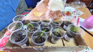 ЧТО ВЗОШЛО ИЗ ТОМАТОВ,ХОЗЯЙСТВО НА АЛТАЕ,СНЯЛА С ИНДЮШКИ ПОПОНУ