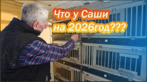 У Саши  в голубятне !!!🕊🕊🕊 Весна 2026год☀☀☀