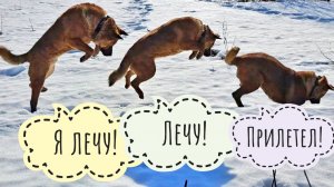 Пёс Кубик увёл меня гулять по снегам в дальние недали. Всё в следах лосей и кабанов