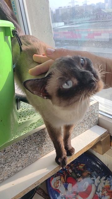 Сиамская кошка