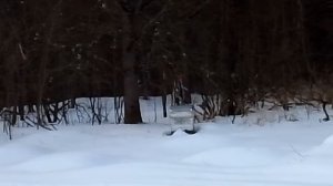 развёз племенные семьи