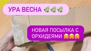 НОВАЯ ПОСЫЛКА С ОРХИДЕЯМИ🤗 ВЕСНА❤️ #распаковка #распаковкаорхидей #обзорорхидей #посылкасорхидеями