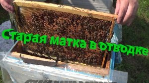 Сделал отводок 24 марта, а в семье нет яиц? Отвечает профессор Кашковский 🐝