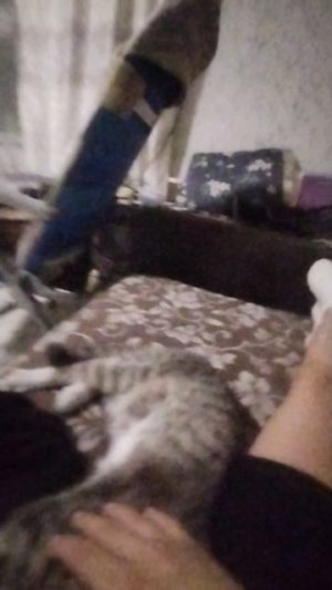 мой котик (видео зделано для крутые сестрички фан миры