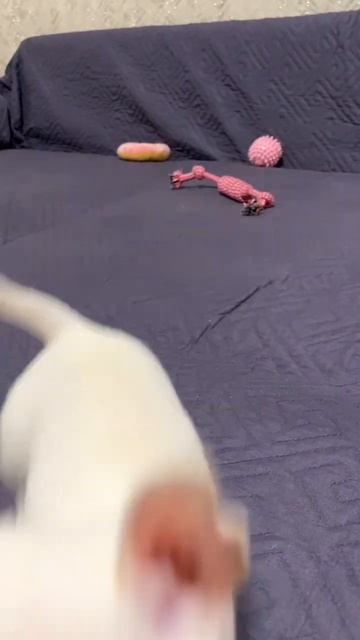 Чихуахуа мини Чикита #чихуахуа