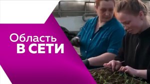 Область в сети № 339