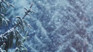 Природа животные цветы и красивая музыка ,релакс !!!❤️