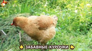 Забавные курочки несушки на сельском подворье 🤗😂😜 (127)