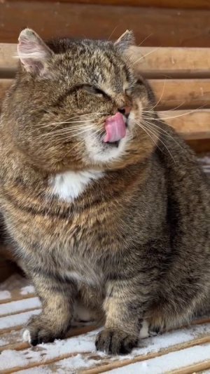 «Кошки - проводники в тонкий мир» - что можно нашептать кошке на ушко, рассказывает Виктория Райдос