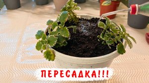 Пересадка плектрантуса! Для чего это нужно? Как спасти растение с помощью пересадки?