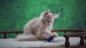 Fergus 3 месяца