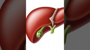Важность завтрака