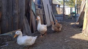 Линда - это лучшая порода