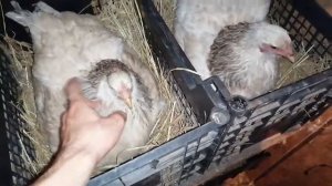 Курочки БЛИЗНЯШКИ! / Ещё обе стали квочками / Начался вывод цыплят под квочками