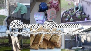 VLOG🇩🇪: ПЕРЕСАДИЛИ ДЕРЕВО🌳САЖАЮ ЦВЕТЫ/ МОЁ УТРО/ какой же она выбрала?🎒