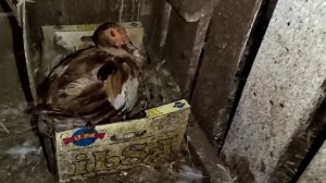ИНДОУТЯТА / Вывод утят под уточкой / Вывелось мало, но их всё равно много!