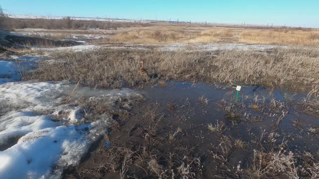 ВЕСЕННЯЯ ОХОТА НА СЕЛЕЗНЯ В САРАТОВСКОЙ ОБЛАСТИ