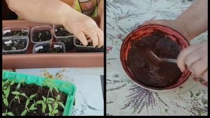 ВКУСНЫЙ ДЕСЕРТ) ПИКИРОВКА....