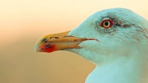 Видео Дикой и красивейшей природа Мира в ULTRA 4K 60 кадров