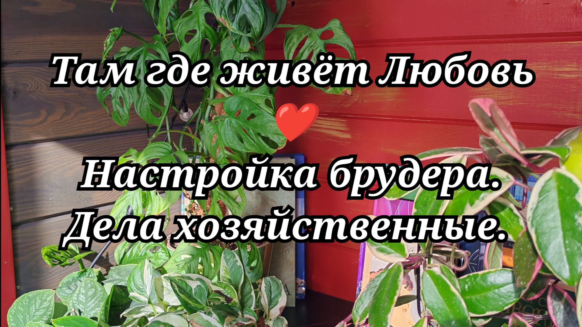 #108 Настройки брудера. Дела хозяйственные.
