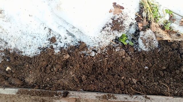 Посеяла редиску Малиновый шар