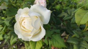 Обзор английской розы Кэйра (Keira) из питомника Остин