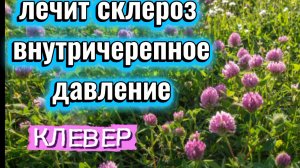 Клевер лечит внутричерепное давление склероз.
