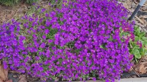 АРХИВ. ПРОГУЛКА ПО ЦВЕТУЩЕМУ МАЙСКОМУ САДУ!🌷🌷🌷ЛЕНИНГРАДСКАЯ ОБЛАСТЬ 2025г.