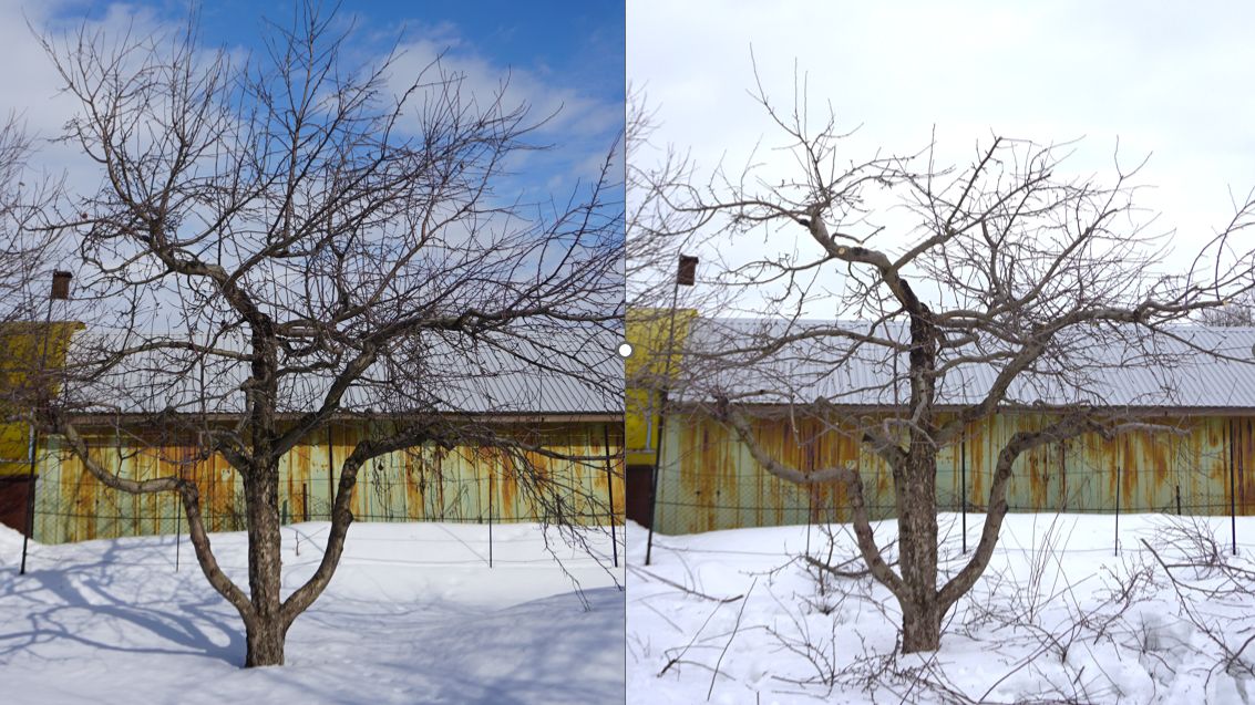 Обрезка яблони