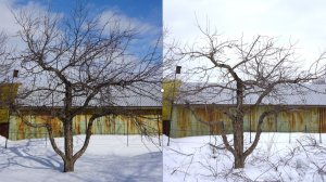 Обрезка яблони