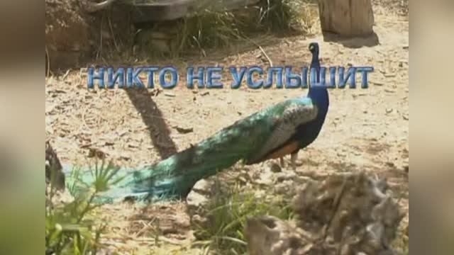 Никто Не Услышит (Ой-йо) из репертуара группы «Чайф»