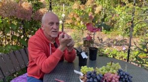 ЧТО ВЫБИРАЕТ ВИНОГРАД.СУХО ИЛИ ВЛАЖНО