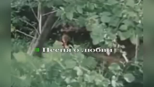 Песня о любви  из  к/ф "Вперёд, Гардемарины"