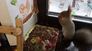 белки и дед