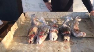 улов форели на 8.5 кг