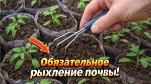 Помогите своей рассаде и она скажет Вам- СПАСИБО!!!