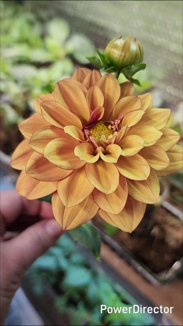 Полюбовалась и на размножение 💚