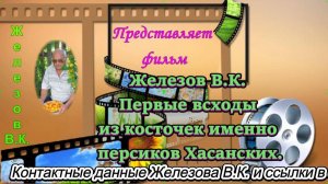Железов В.К. Первые всходы из косточек именно персиков Хасанских.