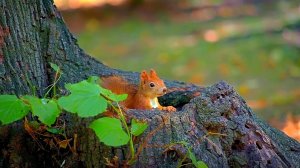 Мир животных