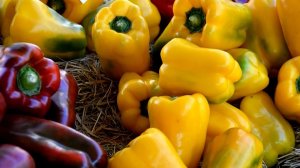 Перевалка рассады перца в большие ёмкости