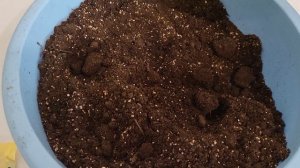 Этот цветок заменит вам петунию!Сеем экзакум!