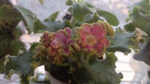 Домашние цветы.