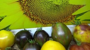 ПОСЕВЫ 2026-88. Снова посеяла томат Изумрудная карамель Елены (Софии Сааковой). №470. Понравился!