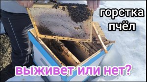 Семья пчёл плохо перезимовала, ослабла, опоносилась, спасаем. Пчеловодство!