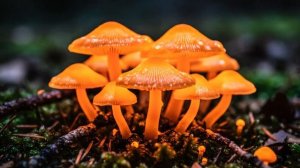 Как растут грибы. ИИ